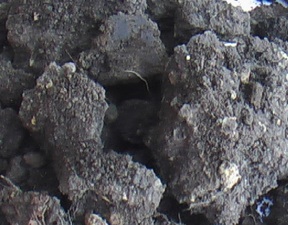 Dirt Dirt