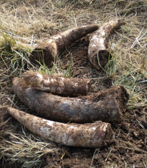 Horn