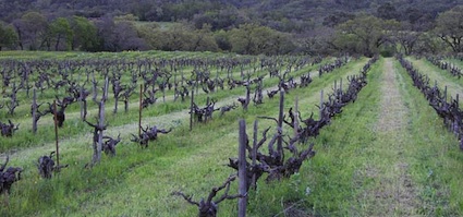 Historic vineyard Historic vineyard
