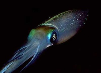 Gaysquid