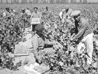 Picking the grapes