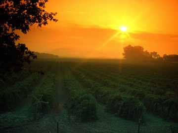 Napa_Valley_California