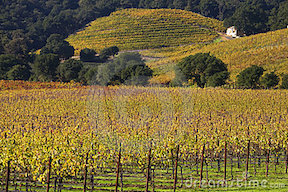 RedVineyards 3
