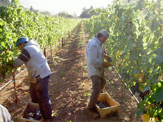 harvest