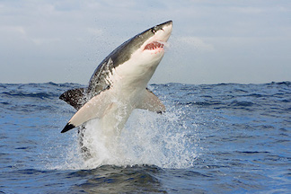 Great White Shark