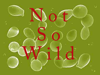 wildyeast copy